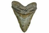 Huge, Fossil Megalodon Tooth - North Carolina #374051-1